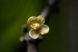 Image of Salacia impressifolia (Miers) A. C. Sm.