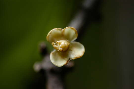 Слика од Salacia impressifolia (Miers) A. C. Sm.