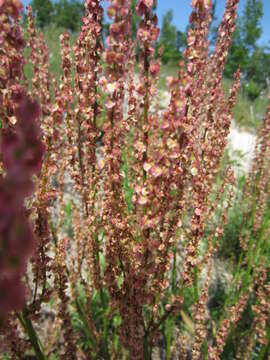 Imagem de Rumex hastatulus Baldw. apud Ell.