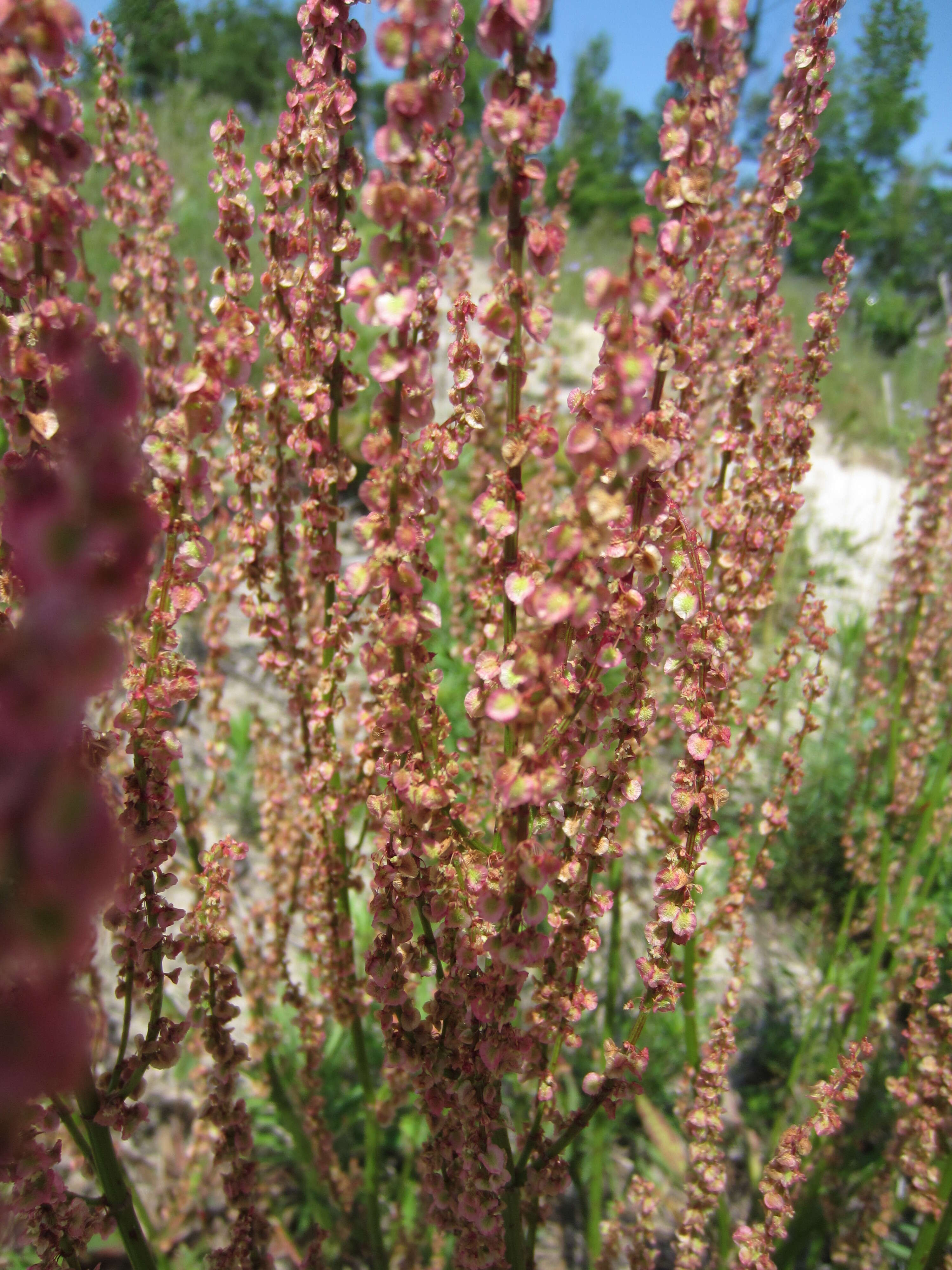 Image de Rumex hastatulus Baldw. apud Ell.