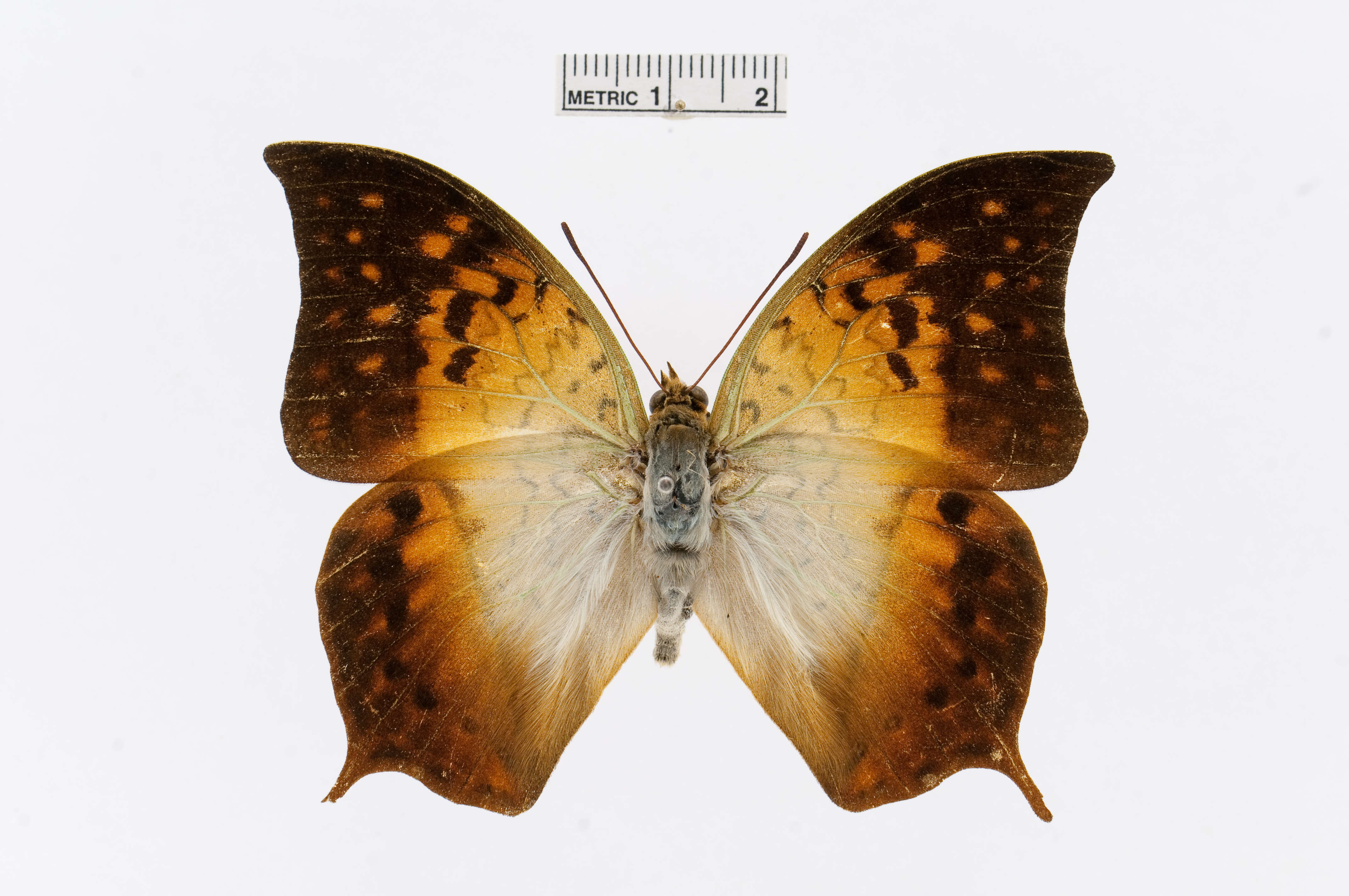 Charaxes acuminatus Thurau 1903的圖片