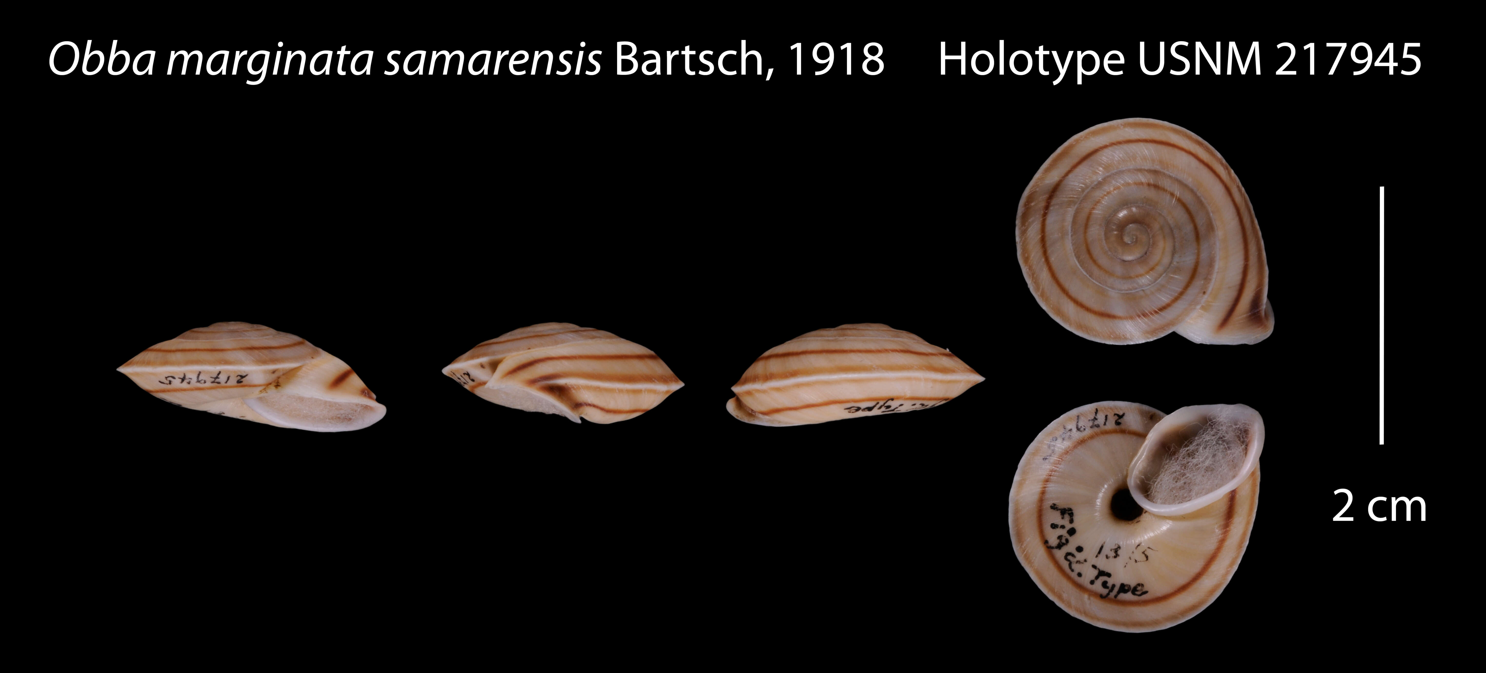 Image of Obba marginata samarensis Bartsch 1918