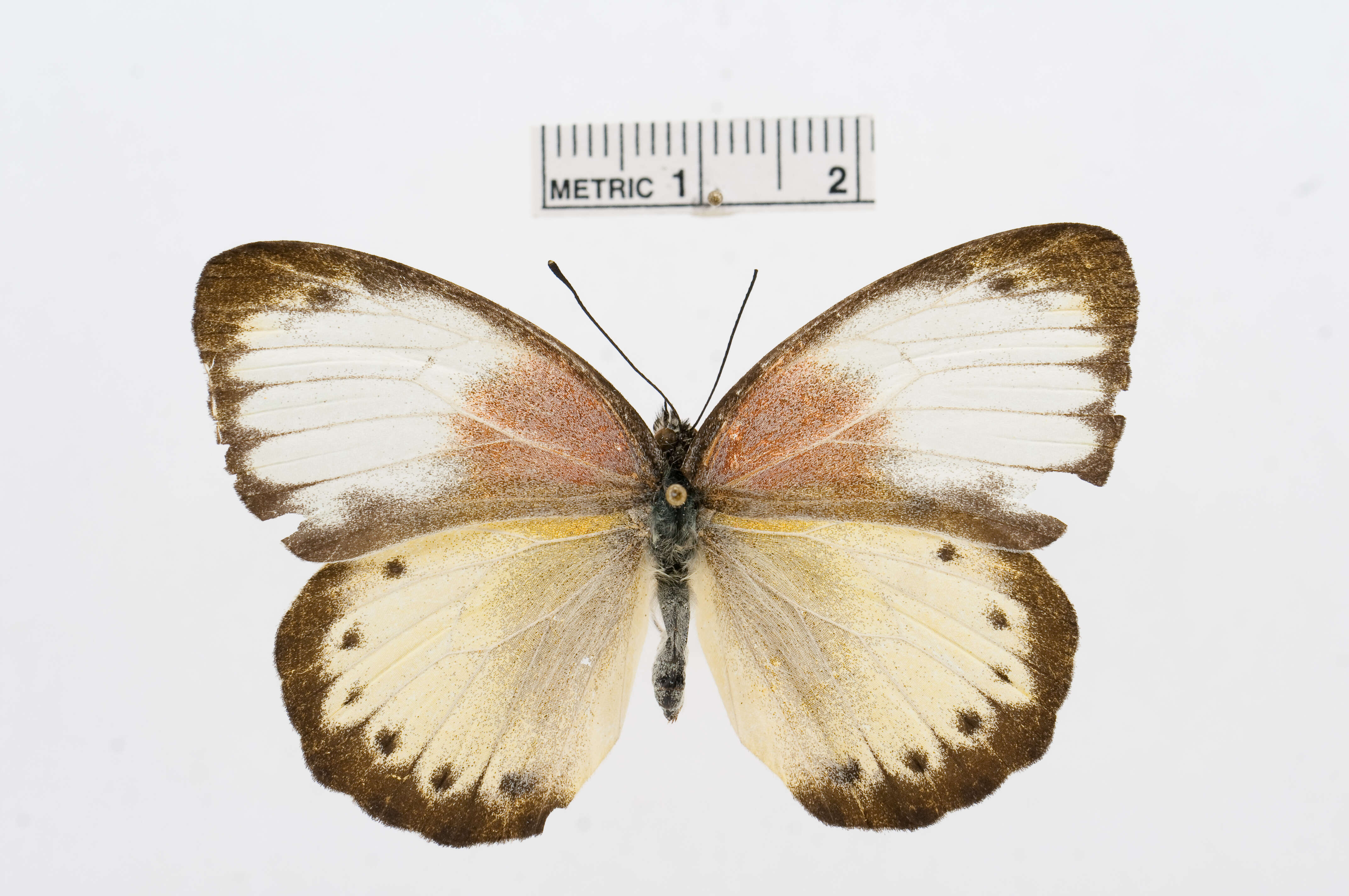 Слика од Belenois thysa (Hopffer 1855)