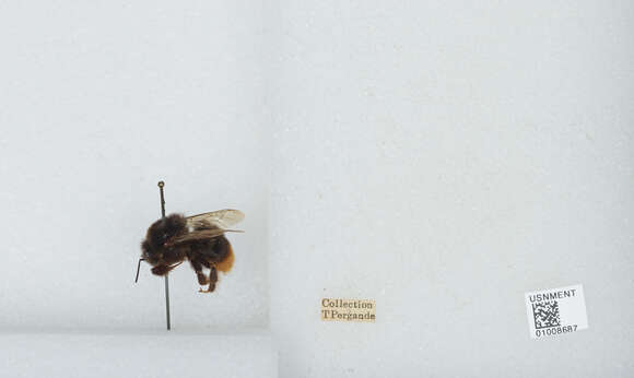 Слика од Bombus confusus Schenck 1861