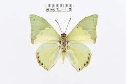 Image of Charaxes eupale Drury 1782