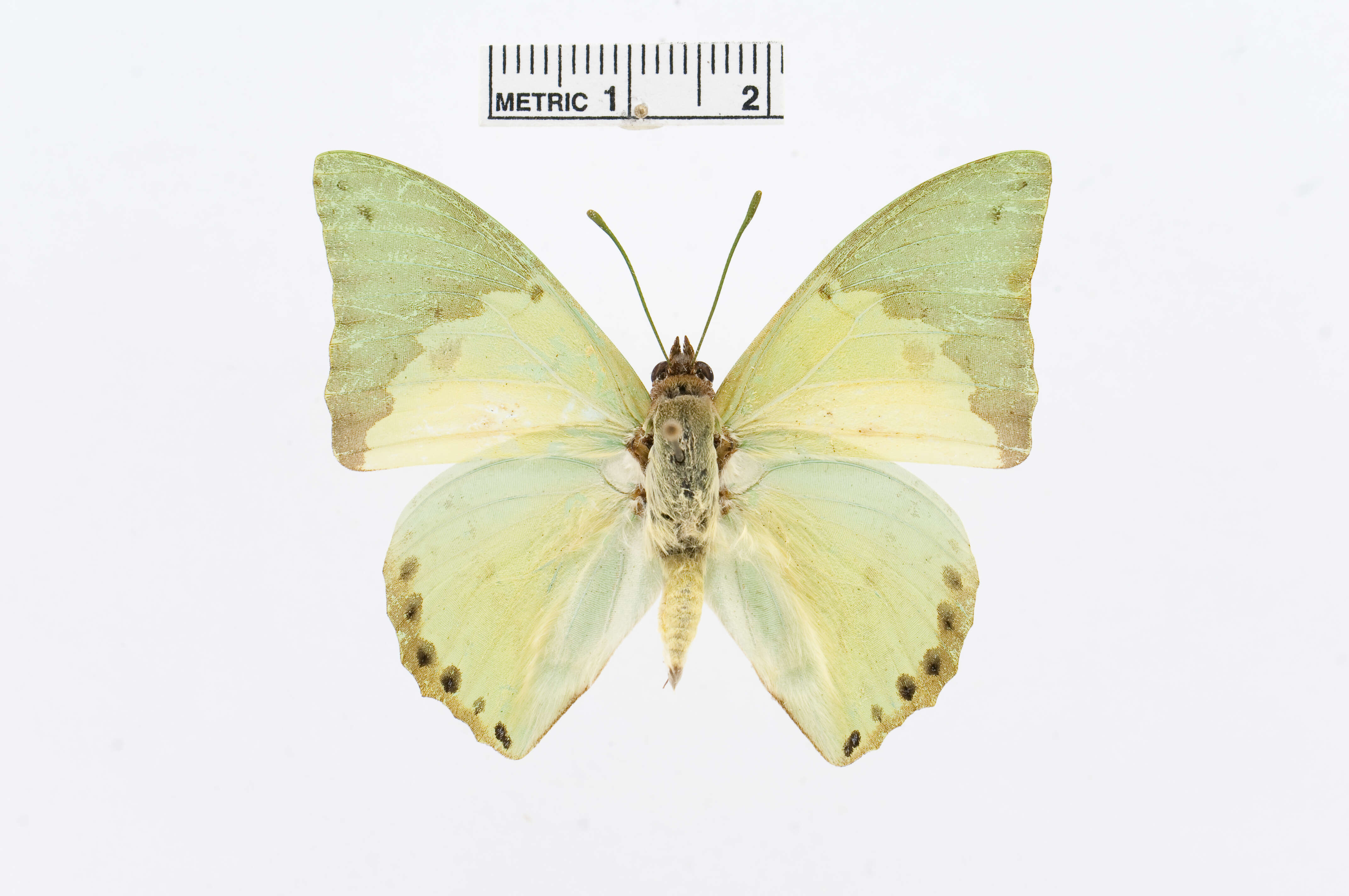 Image of Charaxes eupale Drury 1782