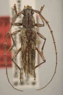 صورة Elaphidion iviei Lingafelter 2008