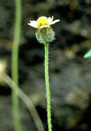 Image de Tridax procumbens L.