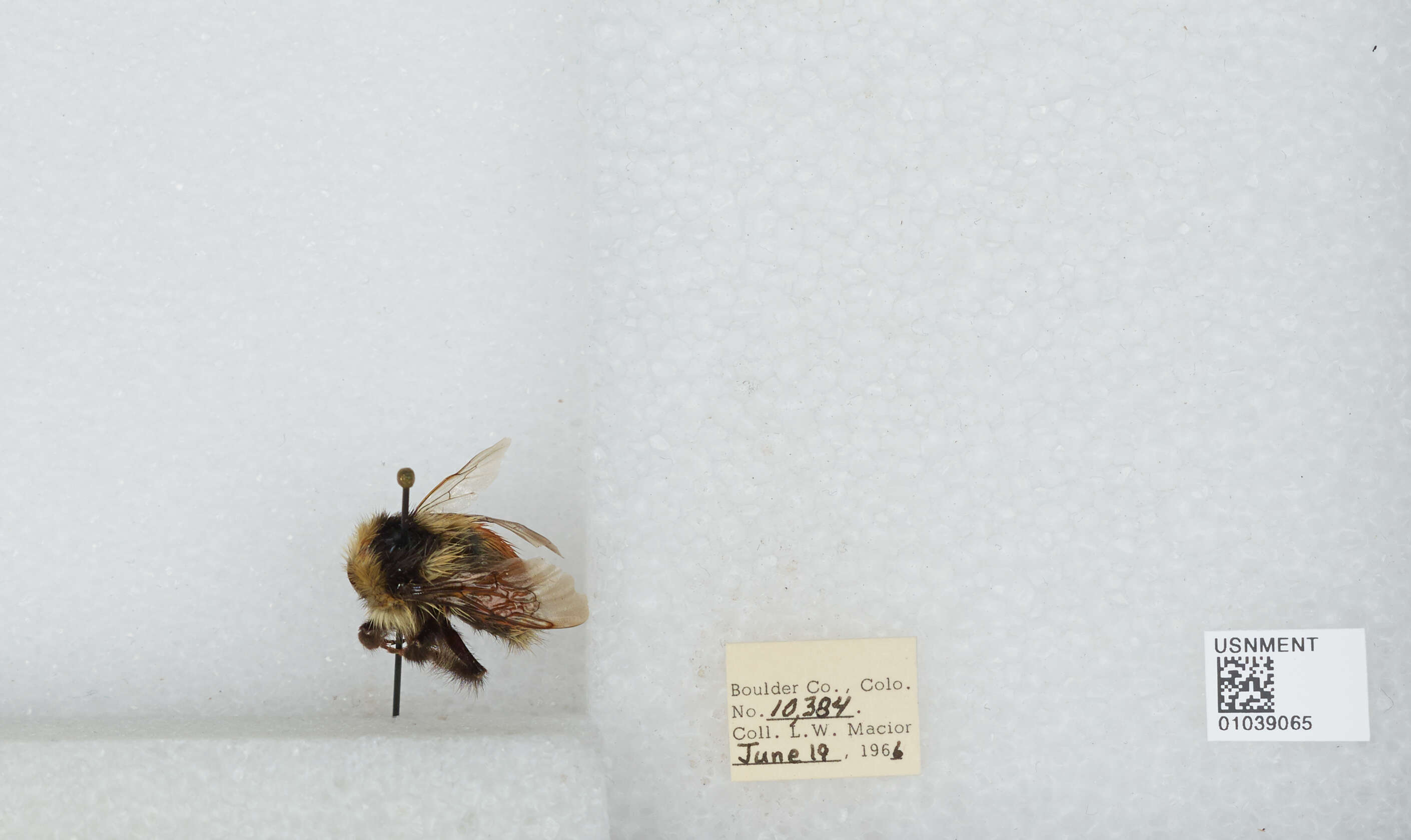 Image de Bombus sylvicola Kirby 1837