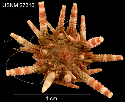 Image of Hawaiian sea urchin