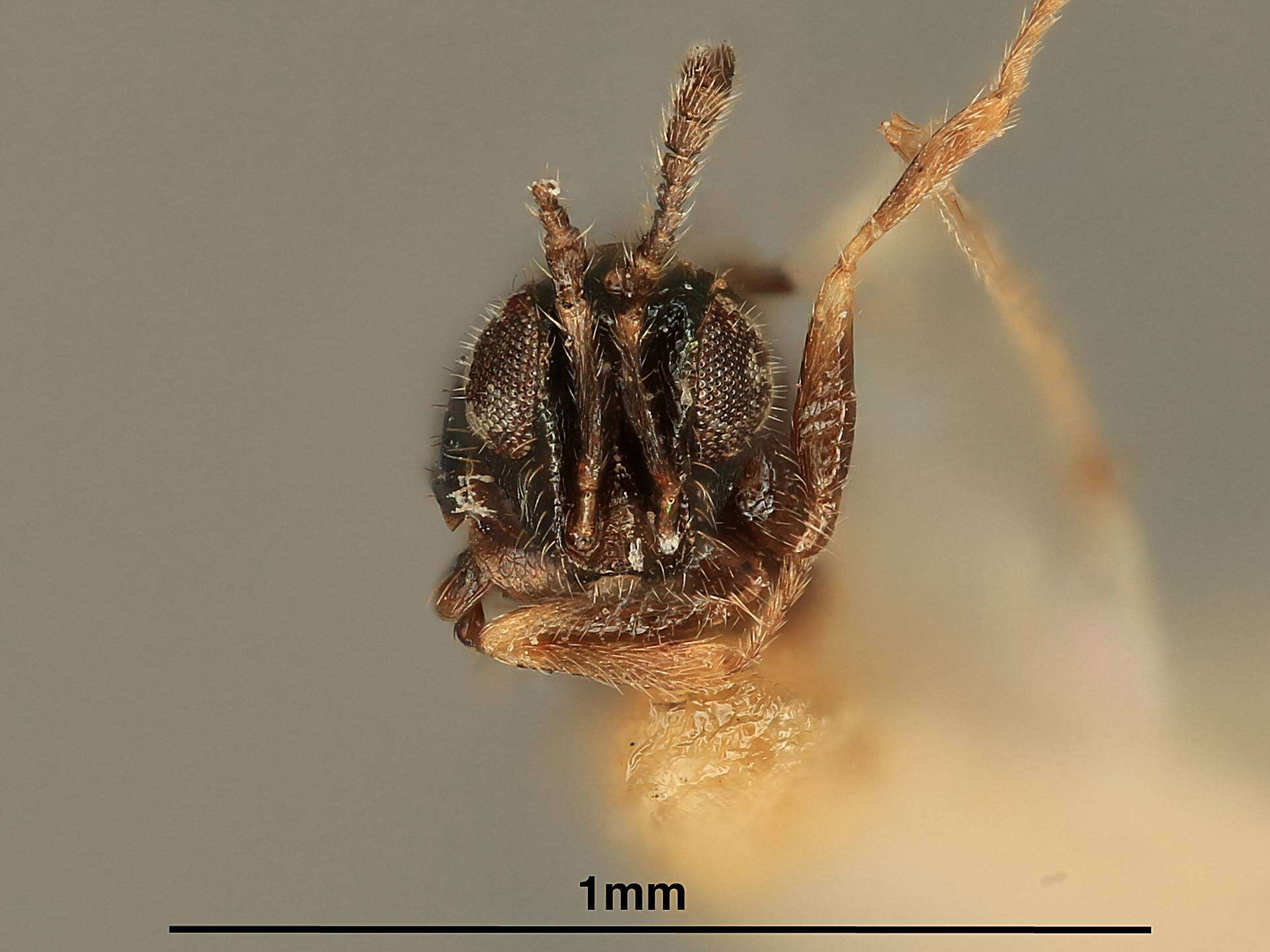 Image de Paracopidosomopsis