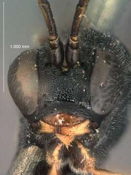 Image of Otlophorus smitsvanburgsti (Teunissen 1945)