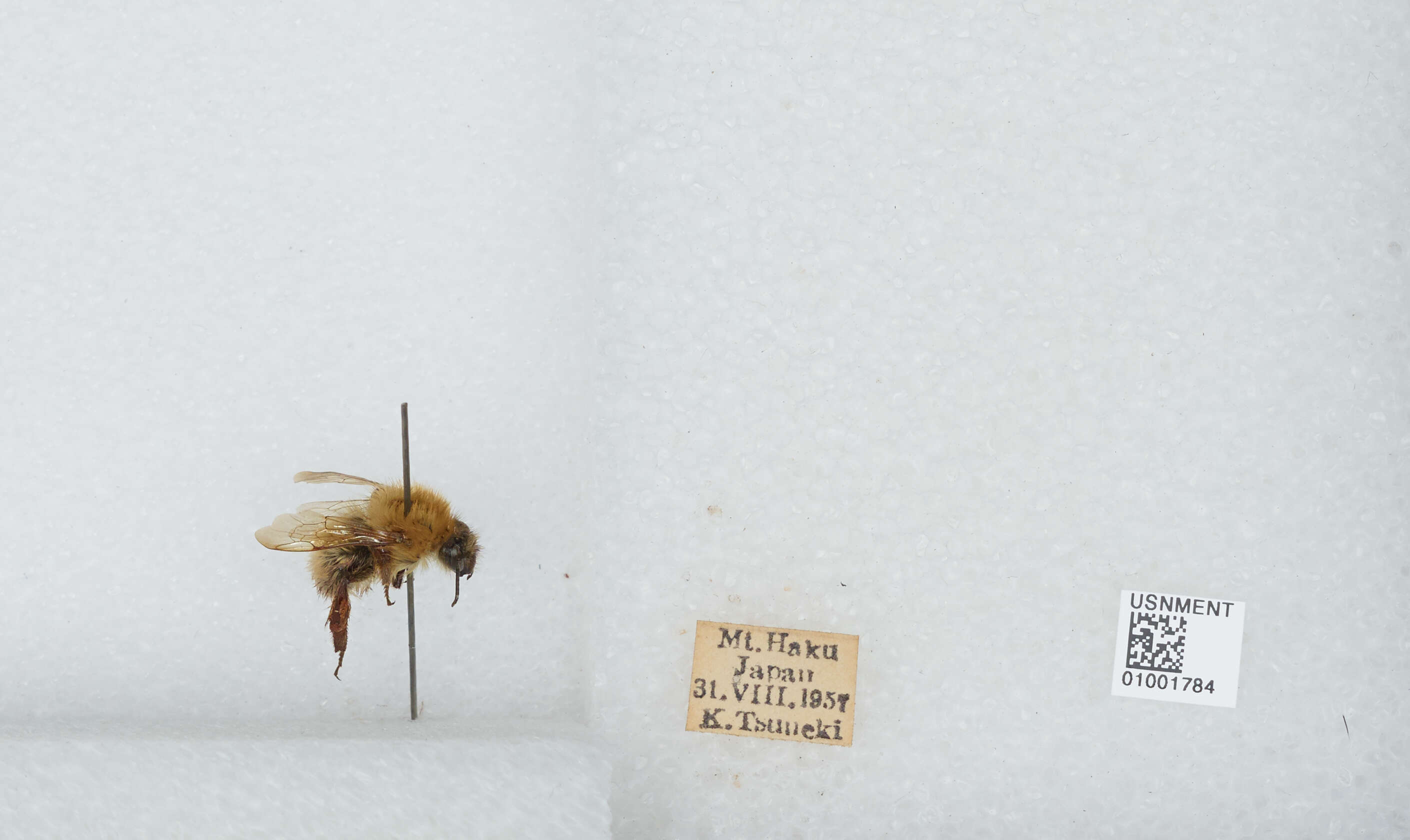 Imagem de Bombus diversus Smith 1869