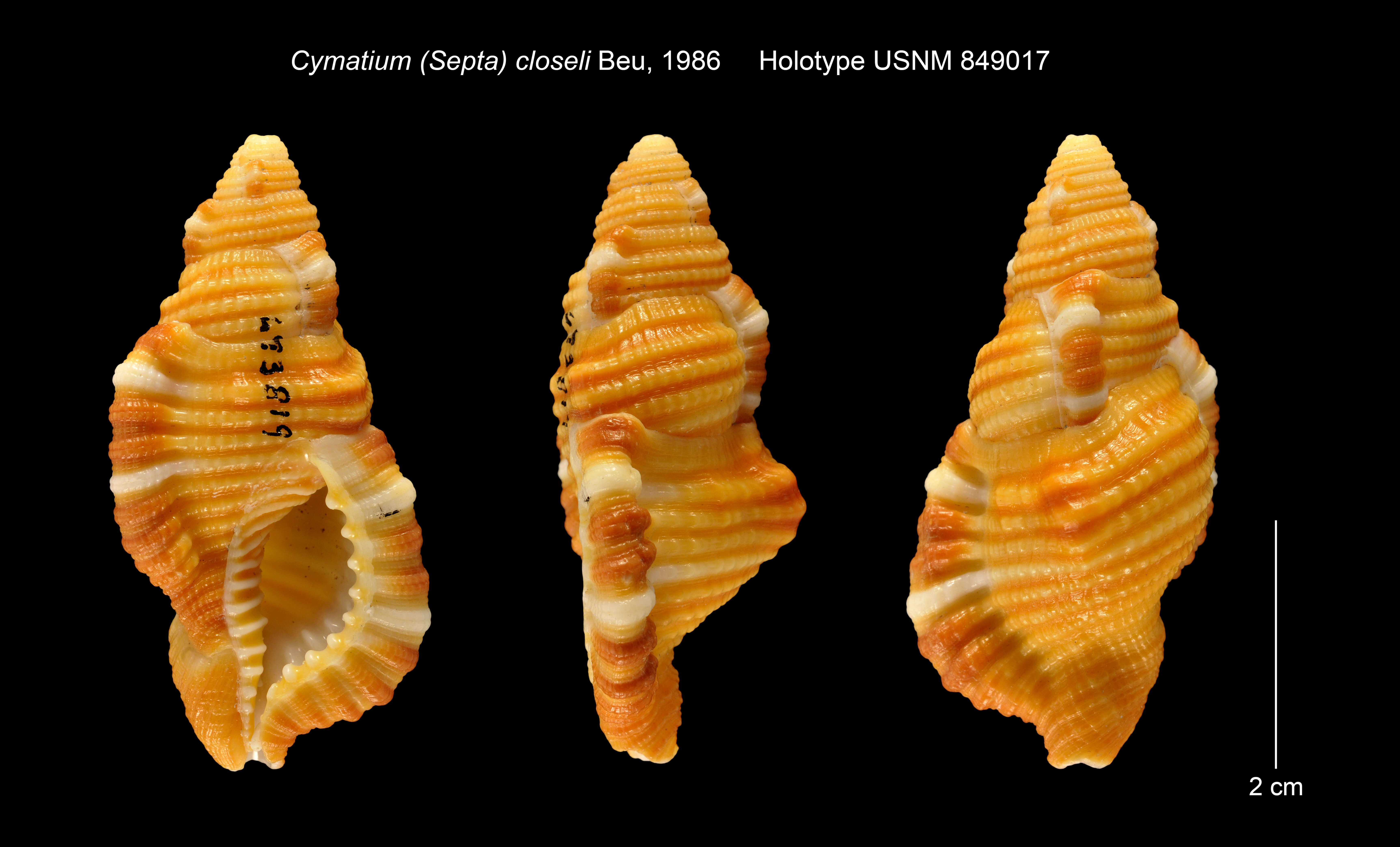 Image of Cymatium closeli Beau 1987