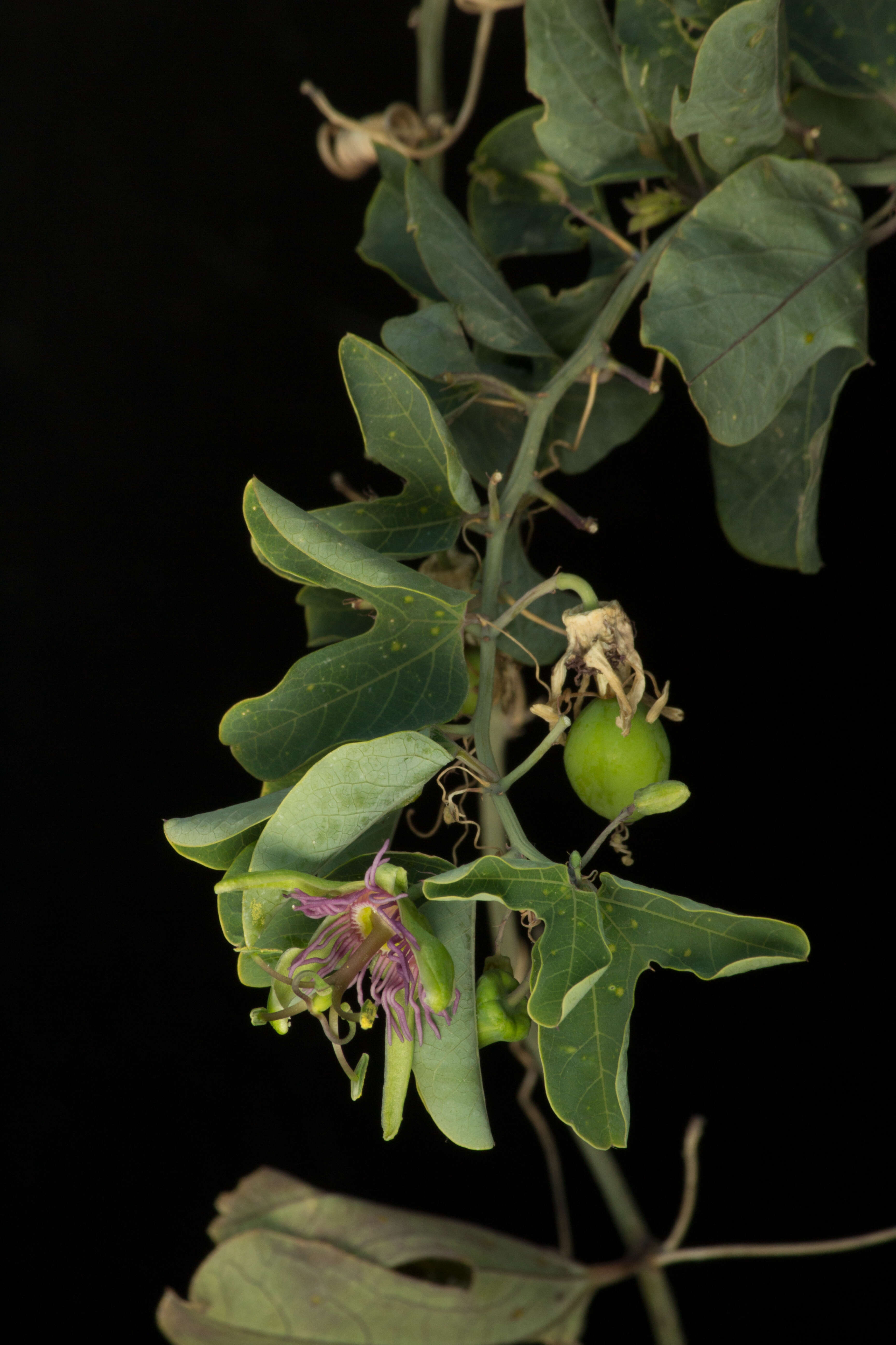 Passiflora mexicana A. Juss. resmi