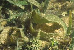 Image of Dictyosphaeria cavernosa