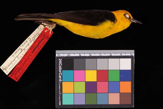 Image of Chrysothlypis chrysomelas ocularis Nelson 1912