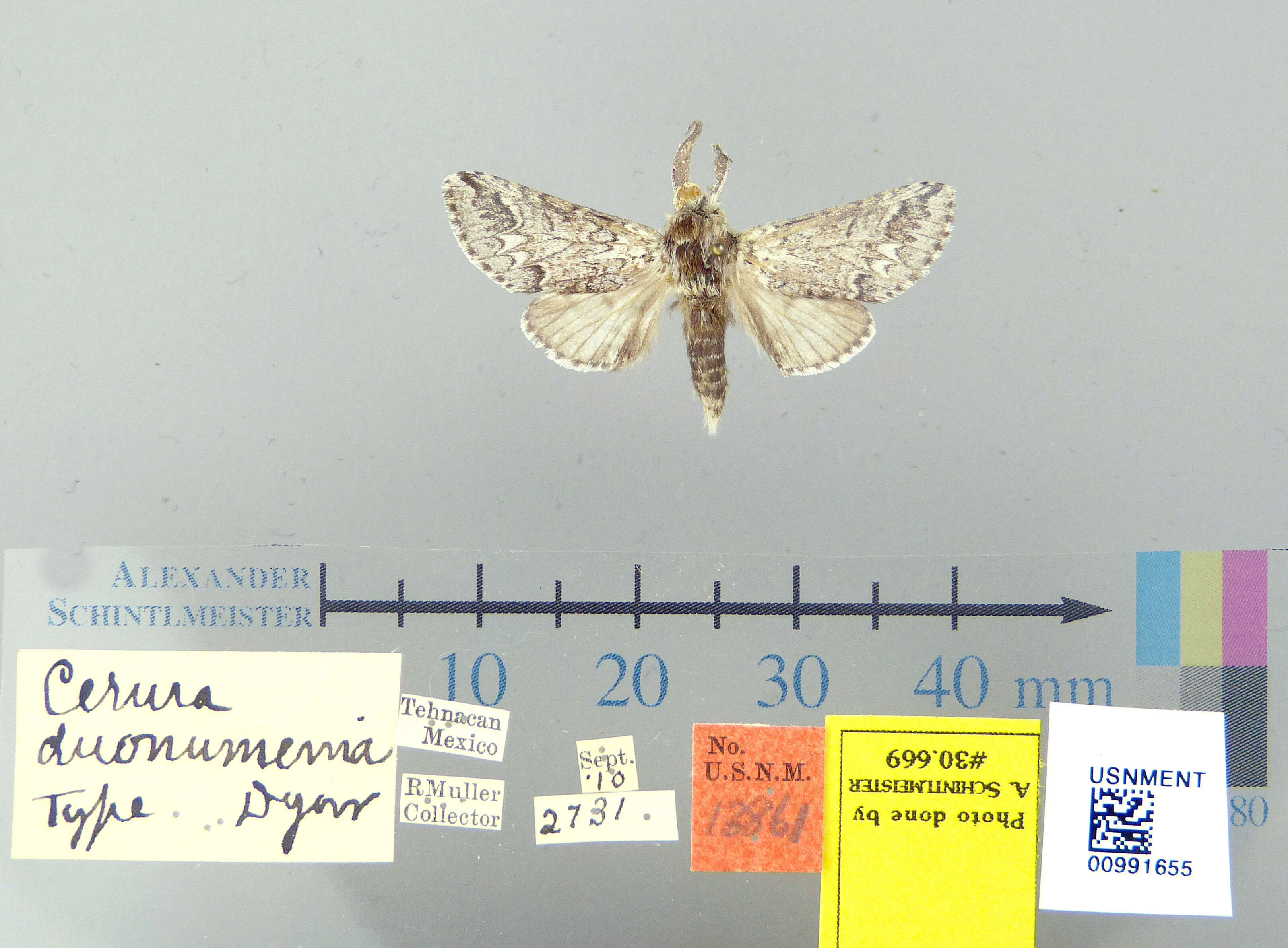 Image of Cerura duonummenia Dyar 1912