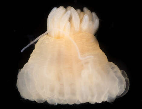 Image of White anemone