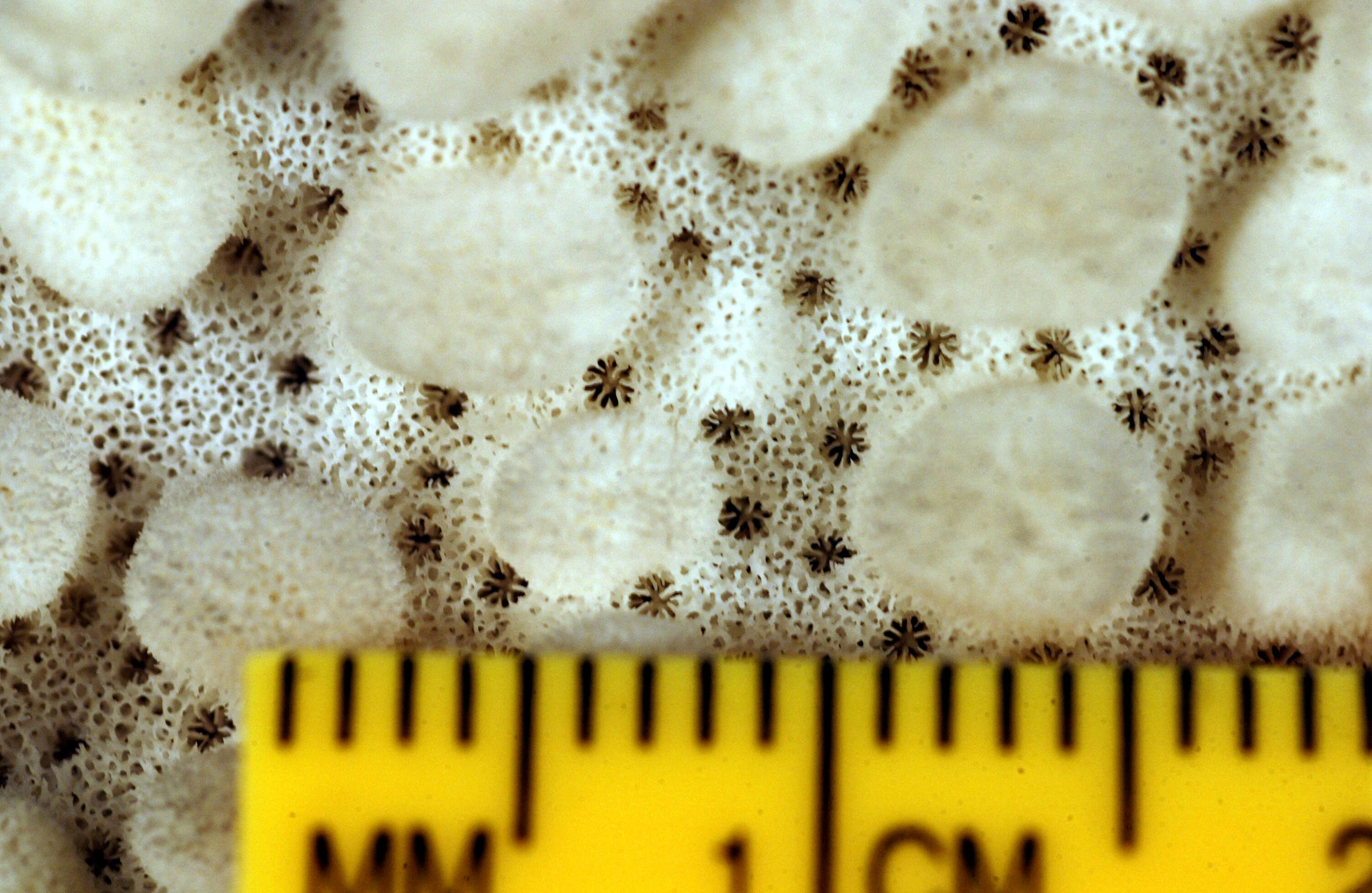 Montipora danae Milne Edwards & Haime 1851的圖片