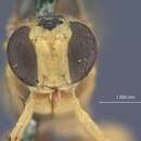 Sivun Xanthopimpla calva calcis Townes & Chiu 1970 kuva