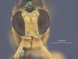 Sivun Xanthopimpla calva calcis Townes & Chiu 1970 kuva