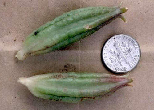 Image of tufted evening primrose