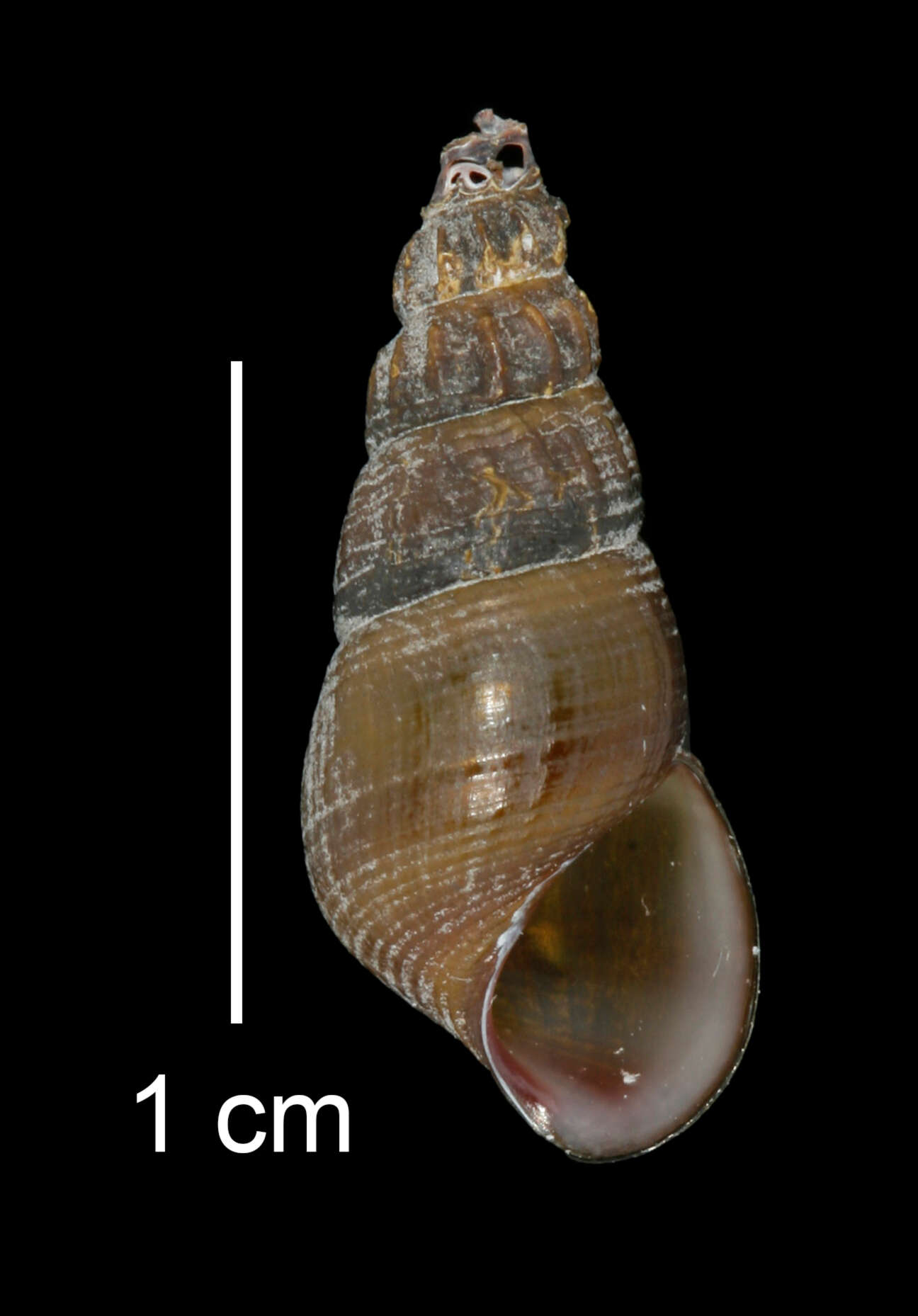 Image of Juga plicifera (I. Lea 1838)