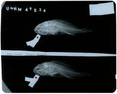 Image of Neomerinthe beanorum (Evermann & Marsh 1900)