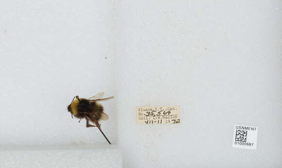 Image of White-tailed bumblebee