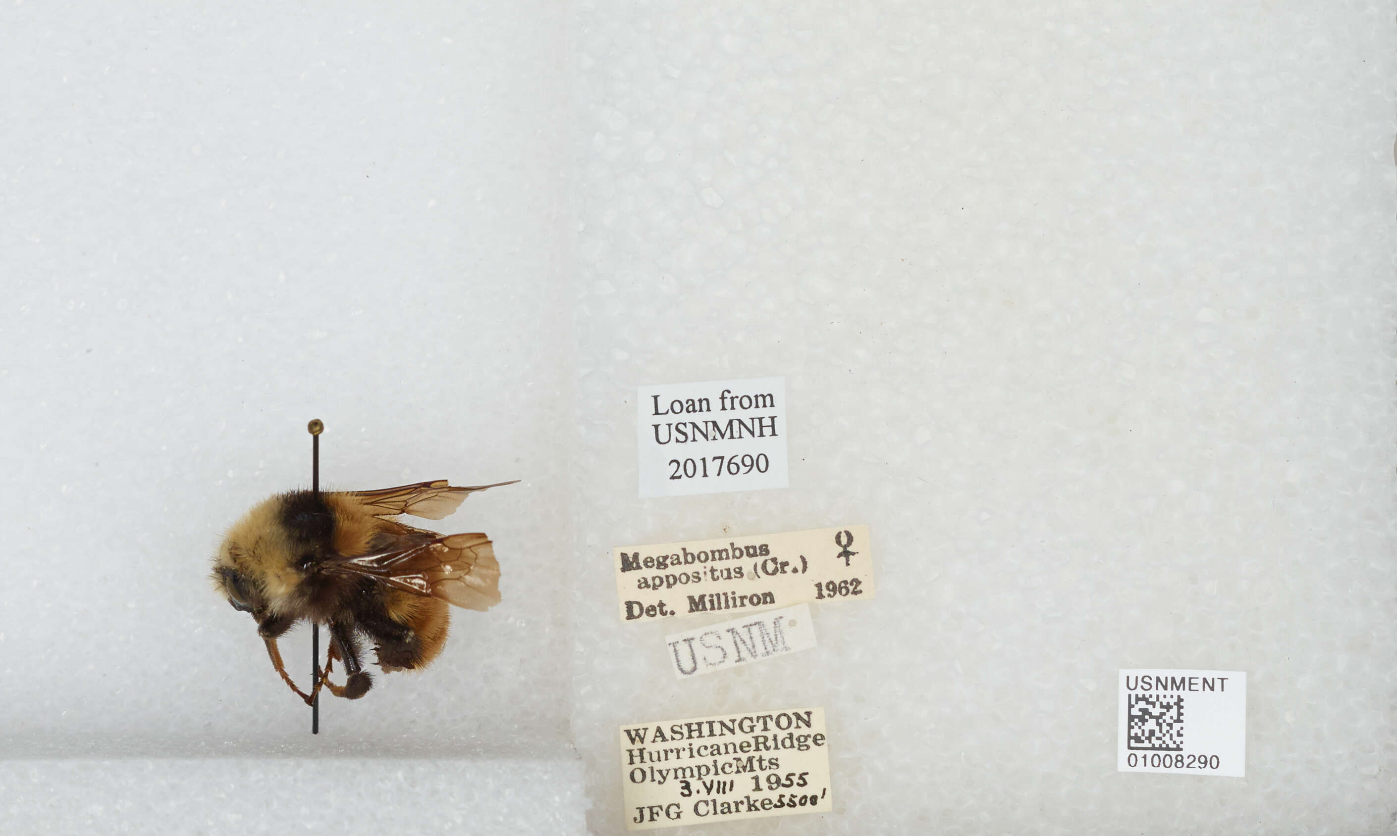 Imagem de Bombus appositus Cresson 1879