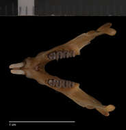 Image of paraguaná spiny pocket mouse