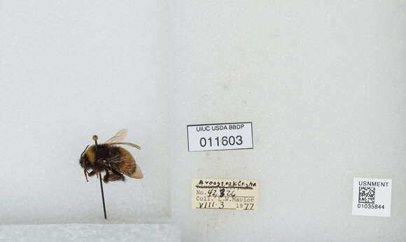 Image of Yellow-banded Bumblebee