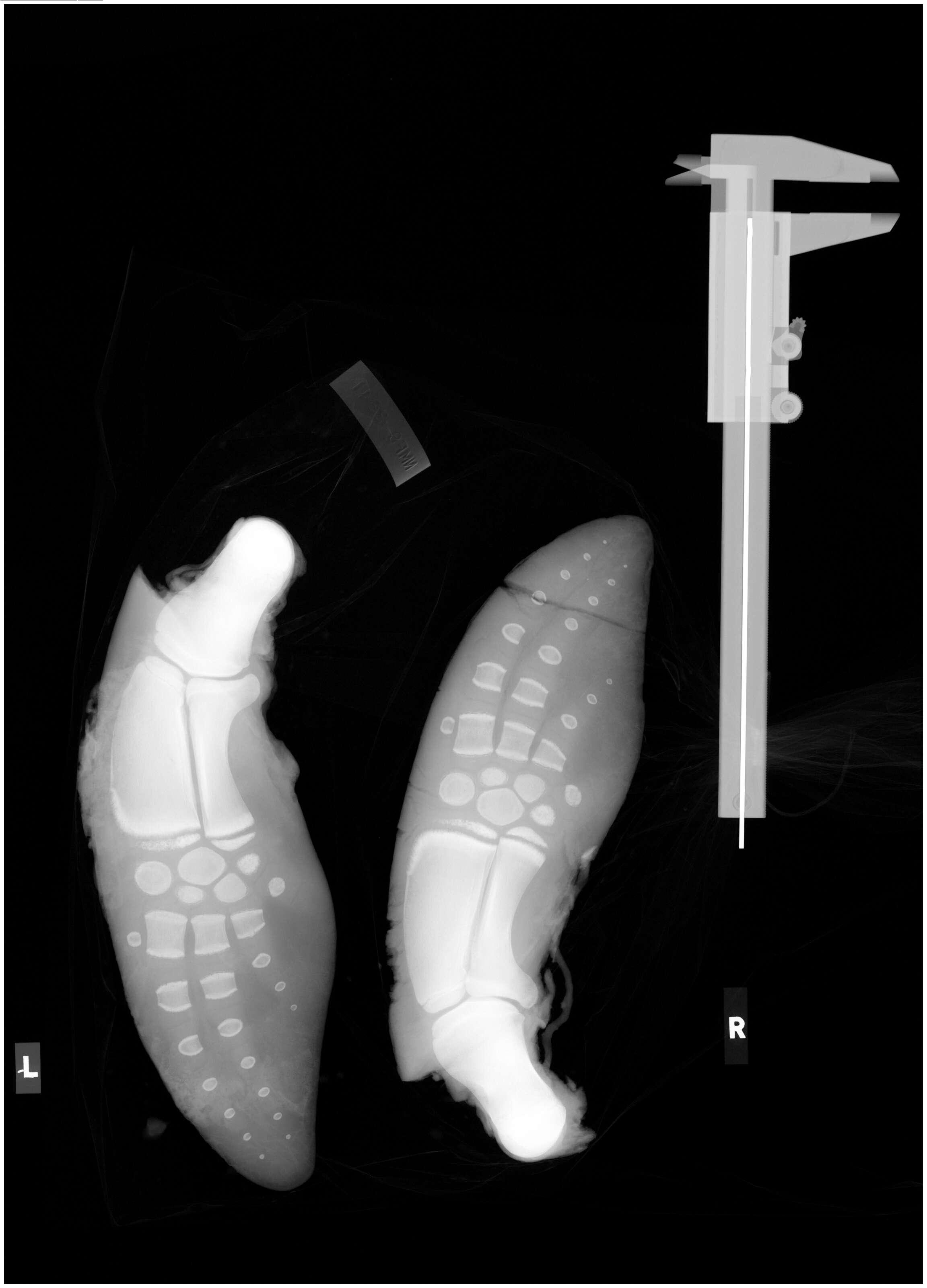 Image of Common porpoises