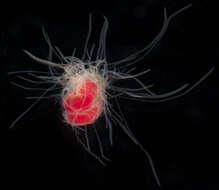 صورة Polycirrus medusa Grube 1850