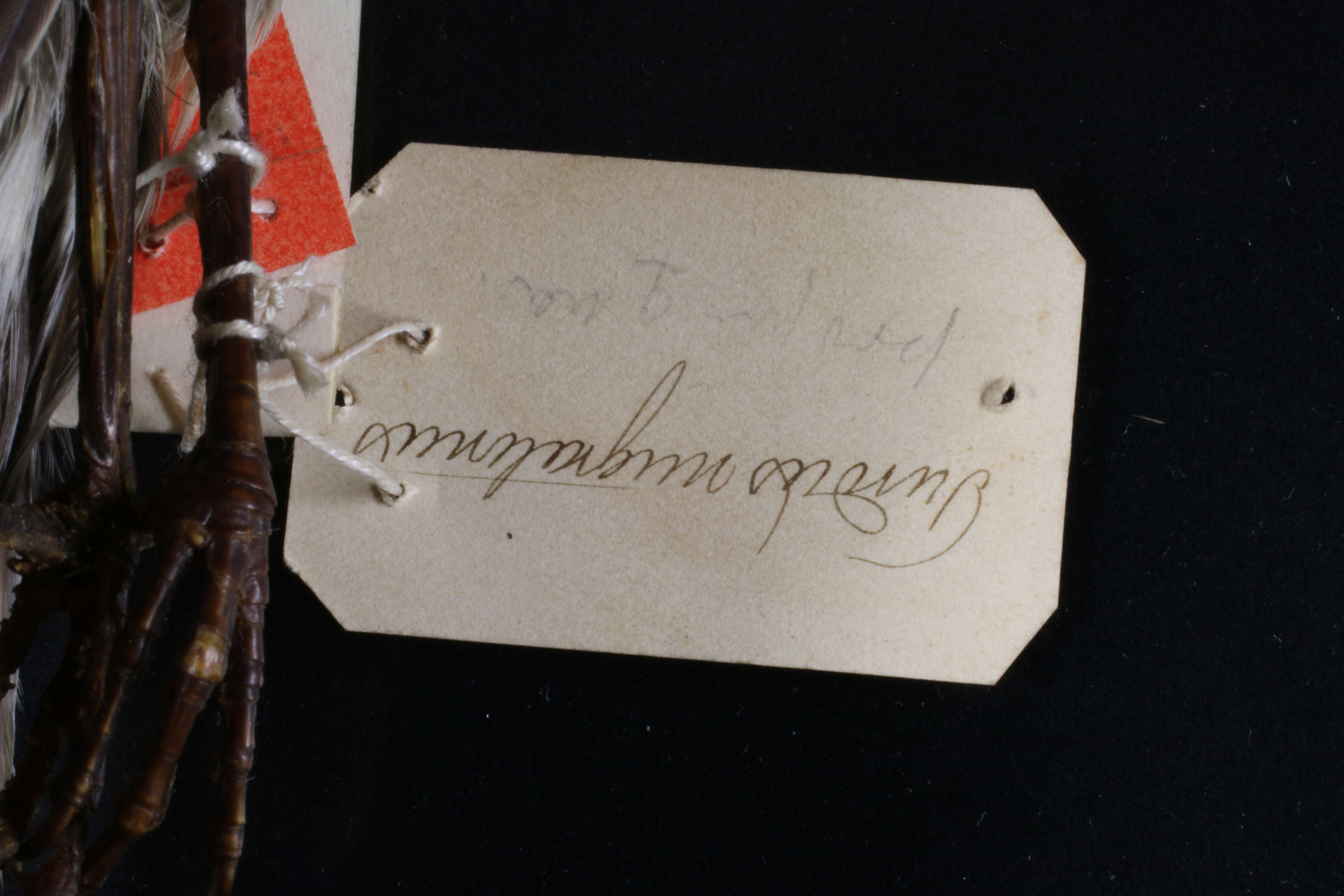 Image of Piranga bidentata flammea Ridgway 1887