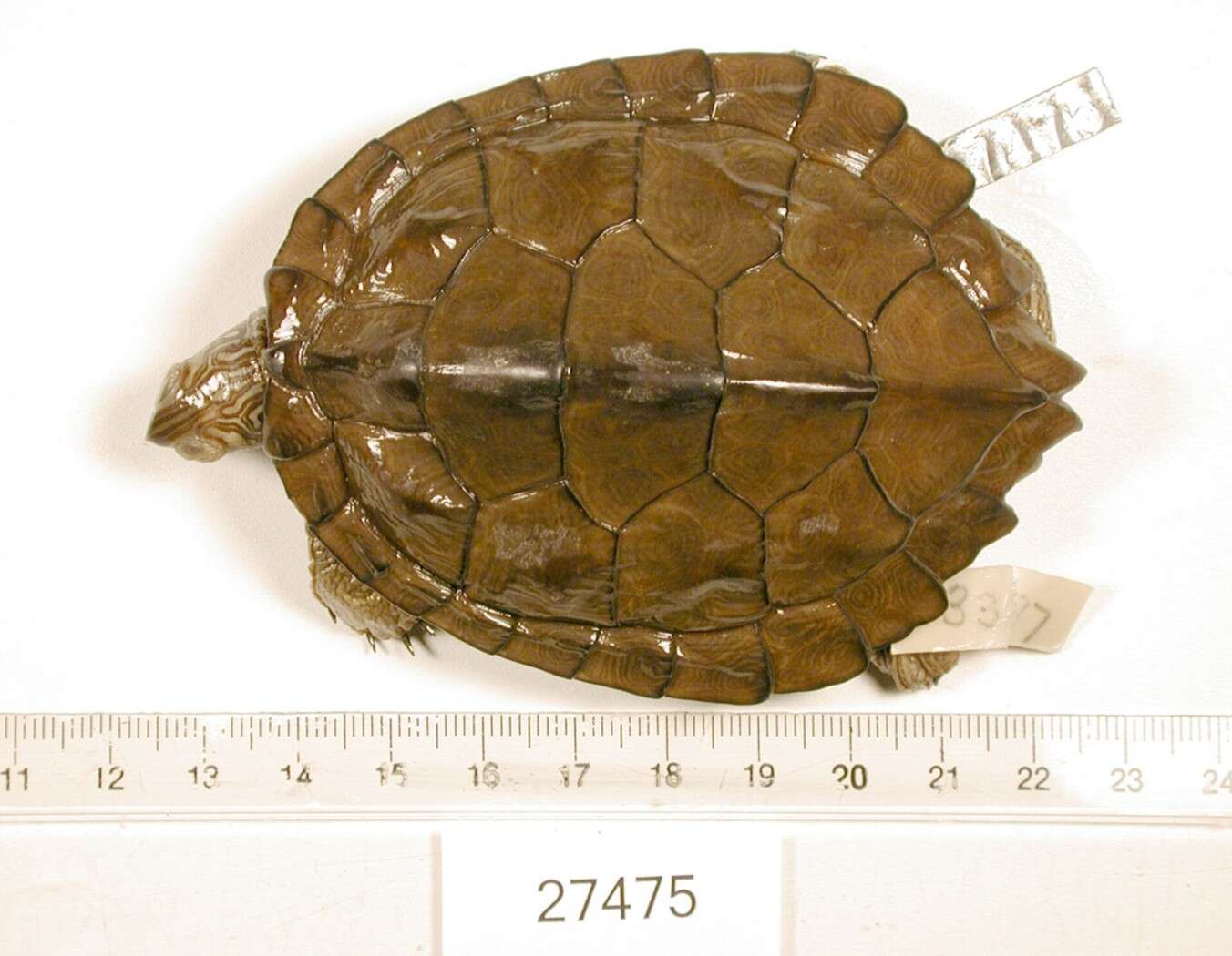 Image of Texas Map Turtle