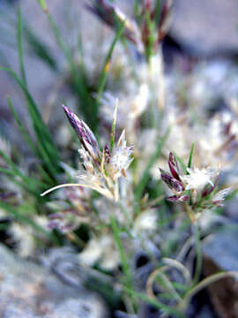 Image of low woollygrass