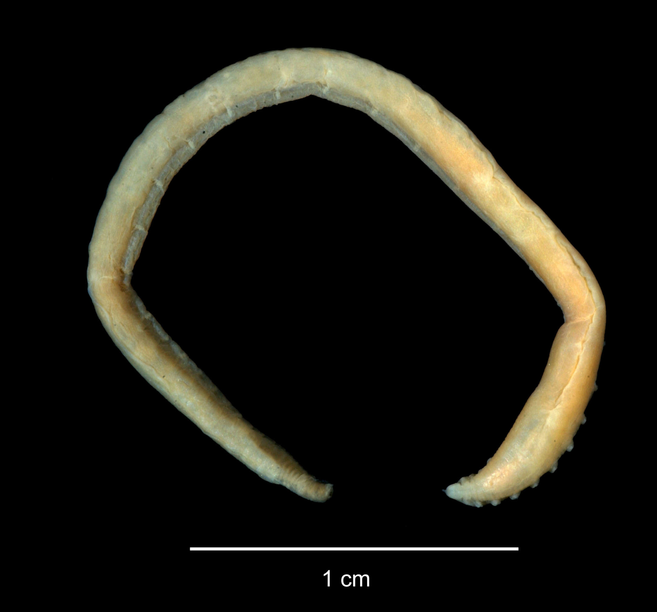 Sivun Ophelina setigera (Hartman 1978) kuva