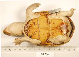 Image of Herrara’s Mud Turtle