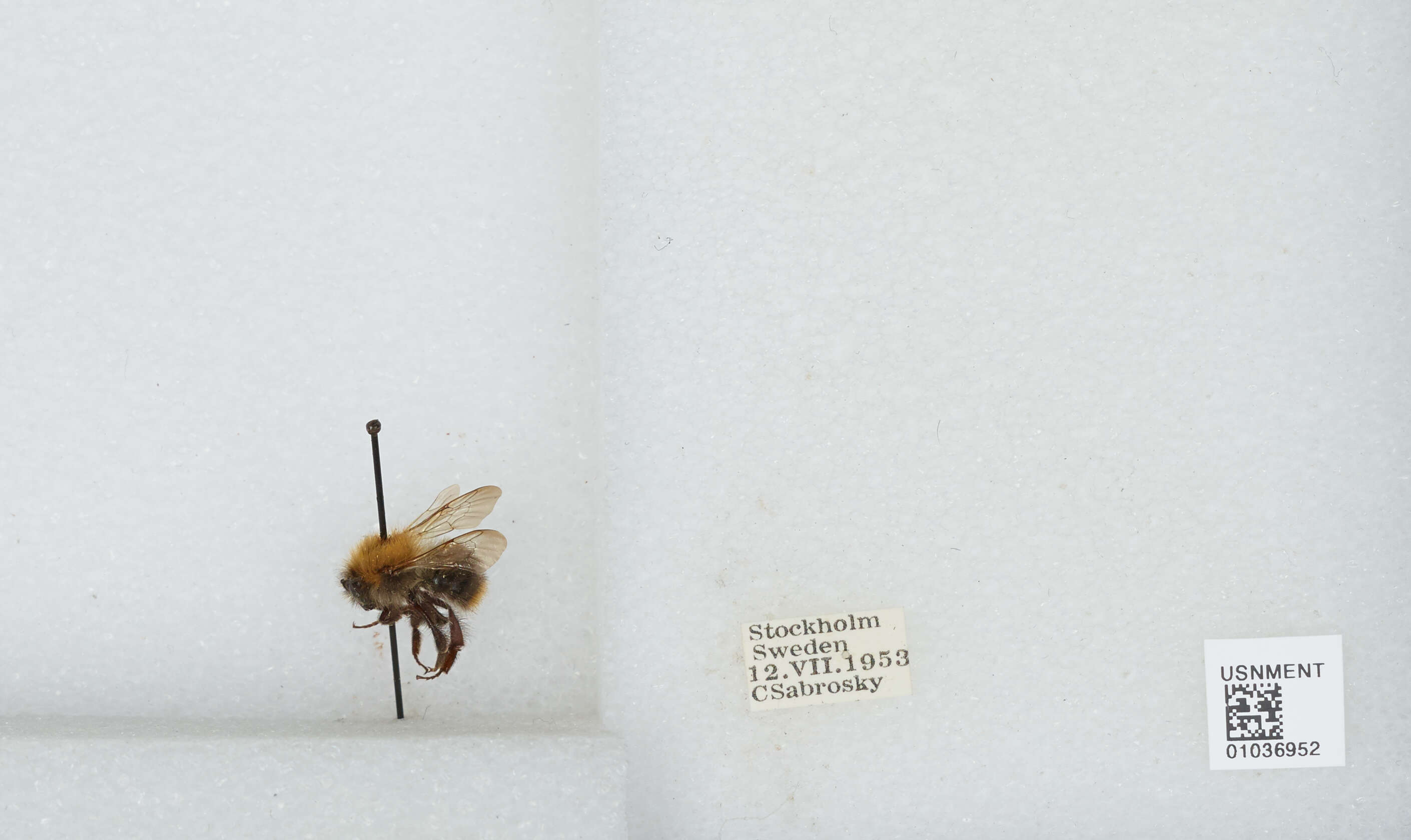 Image of Common carder bumblebee