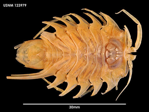 Image of Acutiserolis neaera (Beddard 1884)