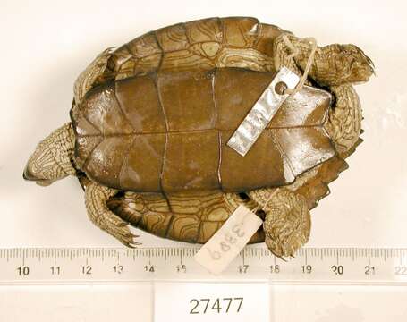 Image of Texas Map Turtle