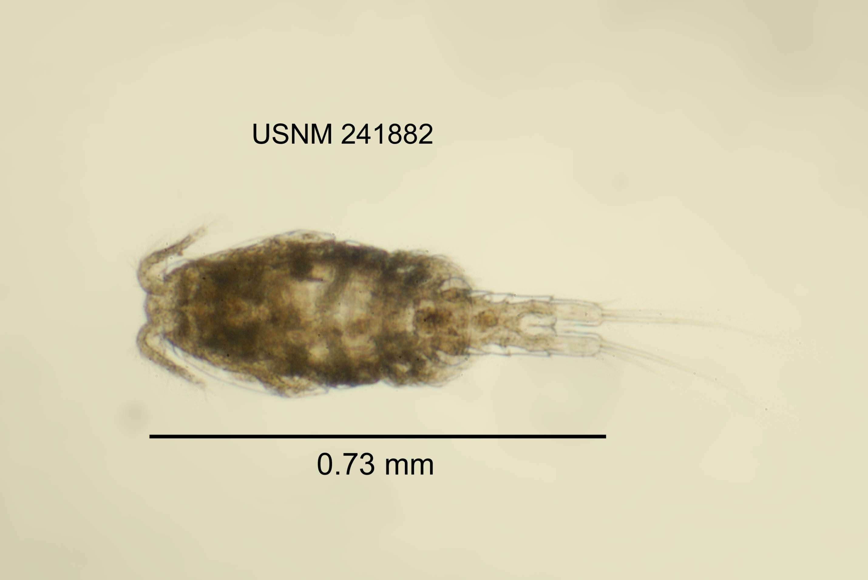 Paracyclops fimbriatus chiltoni (Thomson G. M. 1883)的圖片