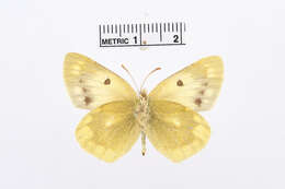 Image of Colias alpherakii Staudinger 1882