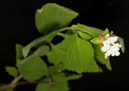 Image of Lantana hirta Graham