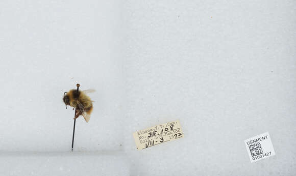 Image of Frigid Bumble Bee