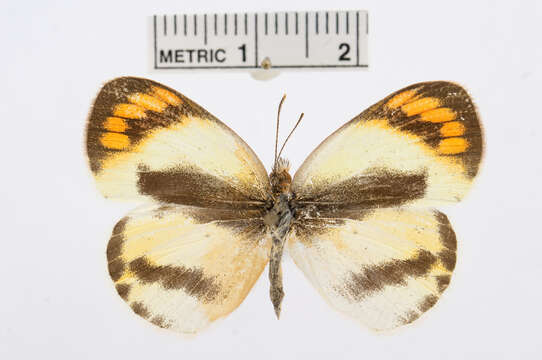 Image of Colotis euippe (Linnaeus 1758)