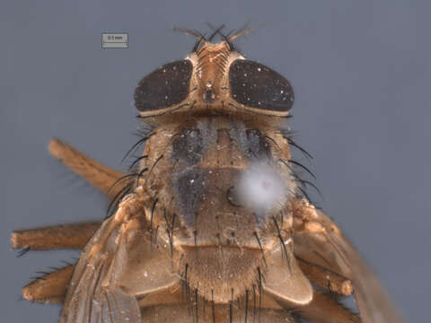 Image of Auchmeromyia bequaerti (Roubaud 1913)