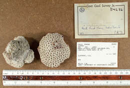 Image of Golfball Coral